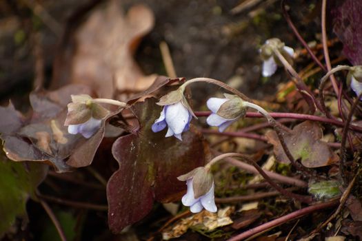 Purple flowers of Anemone hepatica in a wet forest, spring day.