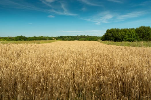 Field of triticale, green forest and blue sky, rural summer view