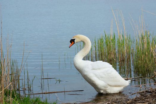 White mute swan standing in lake water, spring day