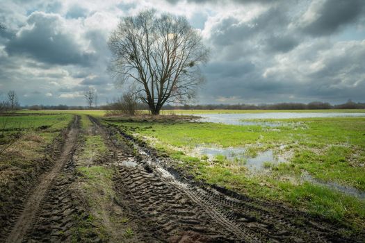 A muddy road and a wet meadow with a tree, spring day