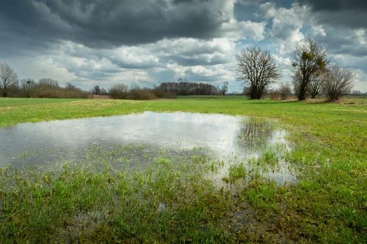 Rainwater on a green meadow, trees and a cloudy sky, spring view