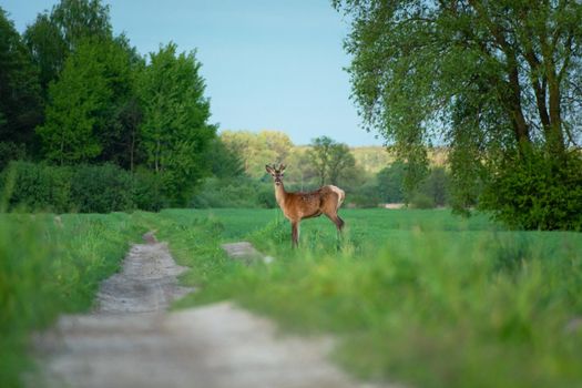 A young red deer standing by a dirt road, spring day in may