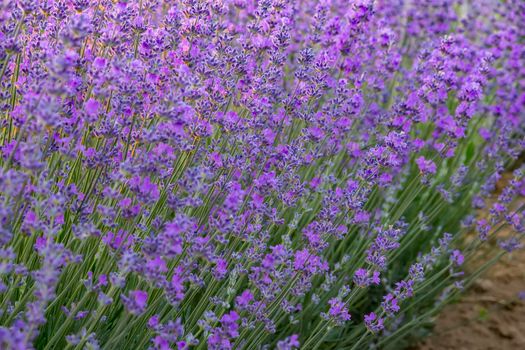 Beauty lavender flowers plants close up for background