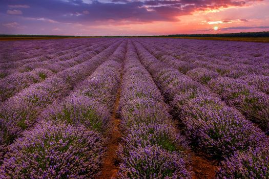 Stunning landscape with lavender field at sunset