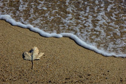 Photo of sea waves and autumn leaf in a sand.