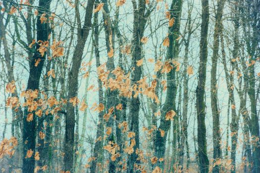 beautiful autumn leaves in the woods in winter. Art