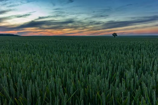 Alone tree on green wheat meadow at sunset