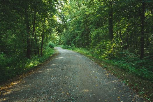 A dirt road through a green forest, summer view