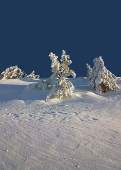 beautiful trees covered with a lot of snow on the mountain hill