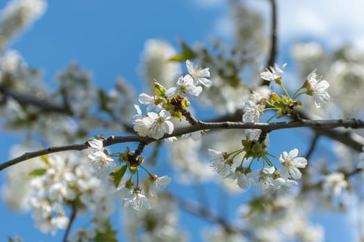 Twig of flowering cherry with white flowers and blue sky, spring view