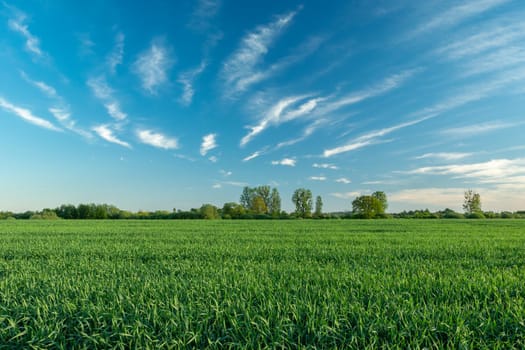 Green field of grain and abstract white clouds on blue sky, spring rural view