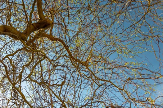 Branches of babylon willow against the background of the blue sky, spring view