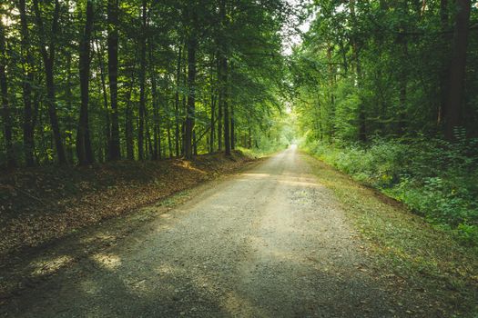 A dirt road through the green forest and sunlight, summer day