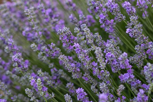 Bunch of scented flowers in the lavender fields