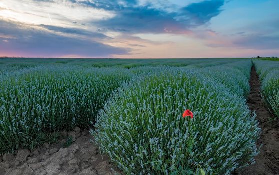 Beautiful landscape of young lavender field before blooming at sunset / sunrise