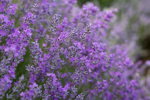 Bunch of scented flowers in the lavender fields