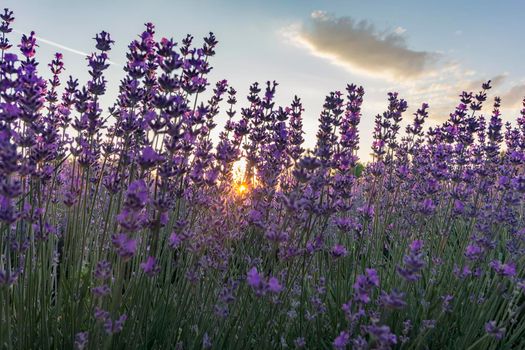 Beautiful landscape of lavender fields 