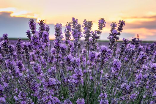 Blooming lavender at sunset. Close
