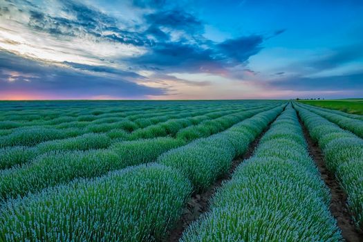 Beautiful landscape of young lavender field before blooming at sunset / sunrise