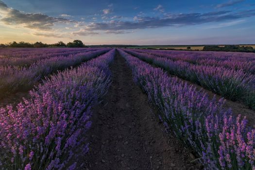 Beautiful landscape of lavender fields at sunset with dramatic sky