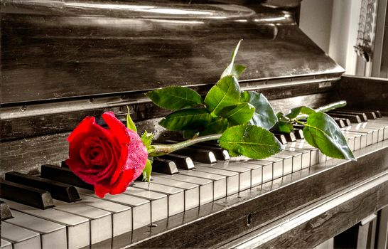 Red rose on the grand piano keys. Vintage view. 