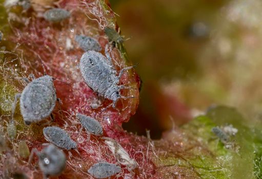 aphids on a leaf in nature. Close up