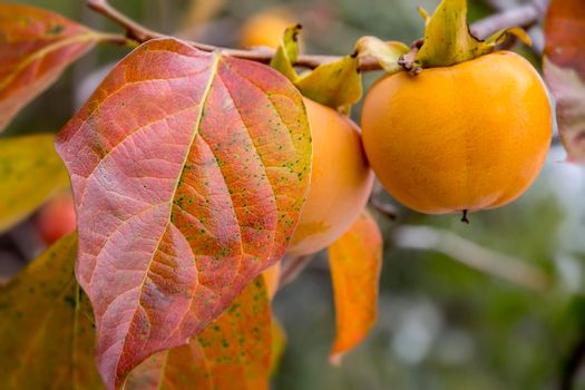 A persimmon fruits on a branch with colorful leaves in fall. 