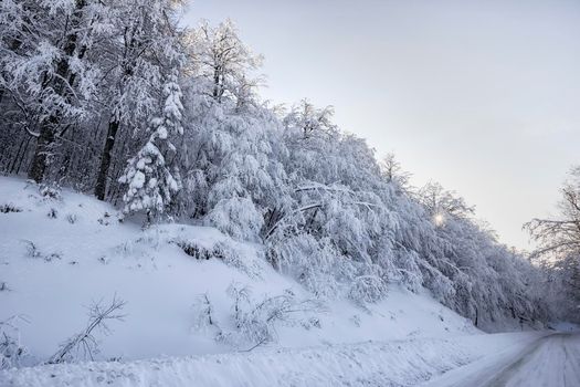 Fairy winter forest in the snow. Winter time. Beautiful winter landscape with snow.