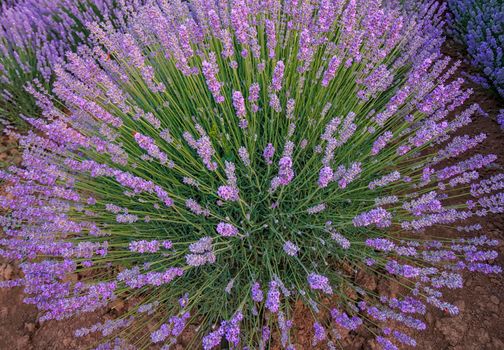 Amazing big lavender flower bushes close up.