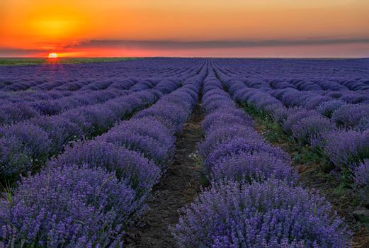Amazing landscape with the lavender field at sunrise or sunset