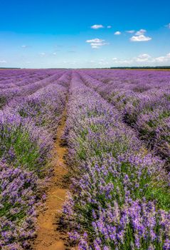 Lavender flower blooming scented fields in endless rows. Vertical view.