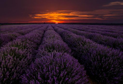 Amazing landscape with lavender field at sunset/sunrise