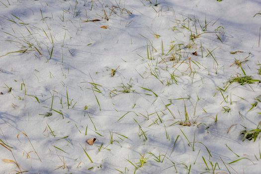 Green grass covered with white snow in the winter in the park. First green grass from under the snow.