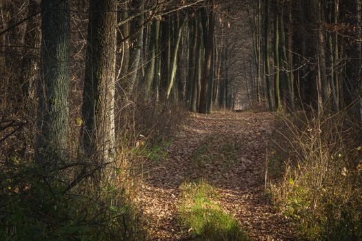 A dirt road in a dark dense forest, autumn day