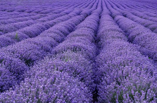 exciting landscape of blooming lavender rows like carpet