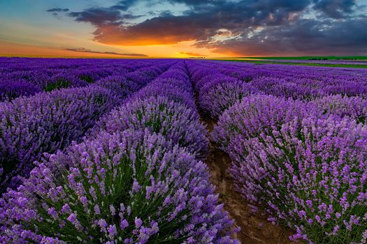 Exciting landscape with lavender field at sunset