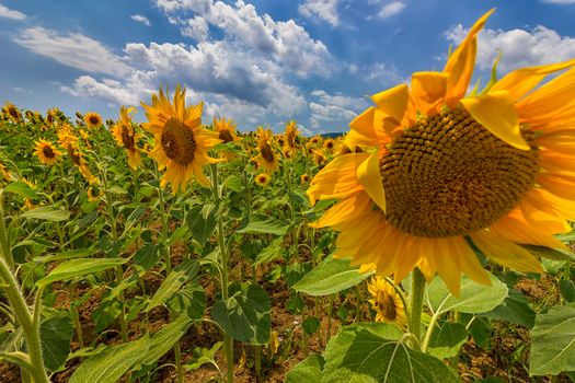 sunflower field under blue sky and big shame sunflower close