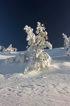 beautiful trees covered with a lot of snow on the mountain hill