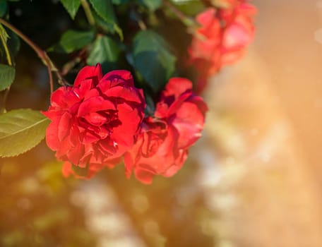 Red Ross in the garden in the rays of the sun