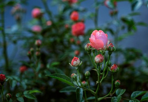 Pink small Roses in the garden on green background.