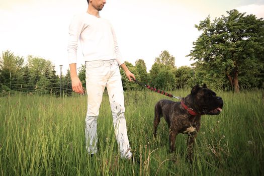 pet dog on walk with owner in the Park in summer Sunny day