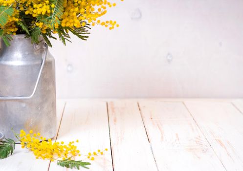 Mimosa flowers in a vintage metal milk can on the rustic white wooden background. Shabby chic style decoration with flowers. Selective focus. Space for text