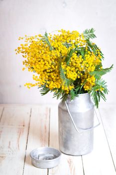 Mimosa flowers in a vintage metal milk can on the rustic white wooden background. Shabby chic style decoration with flowers. Selective focus