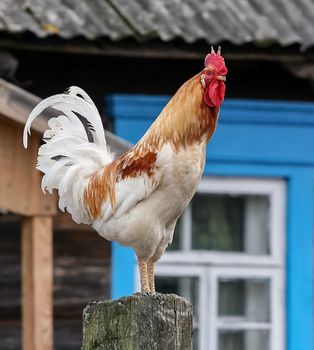 Rooster sits on a fence against the background of an old, rustic house.