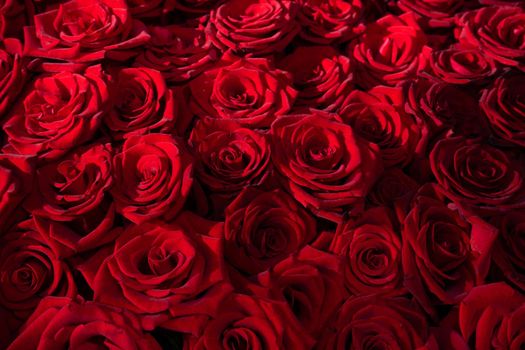 Many blooming red roses with romantic lighting.