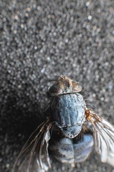 Extremely close-up of a dead fly covered with dust particles. Shallow depth of field dead insects.