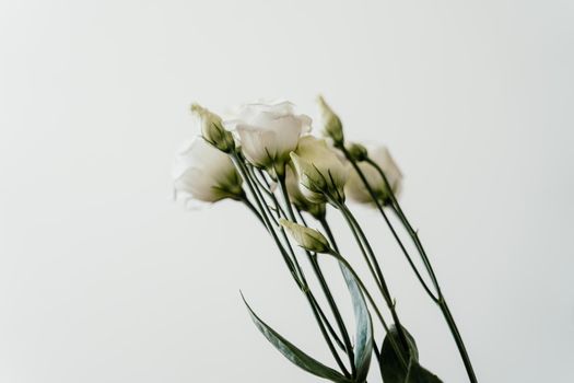 White roses on a white background. Flower buds close up. High-quality photo