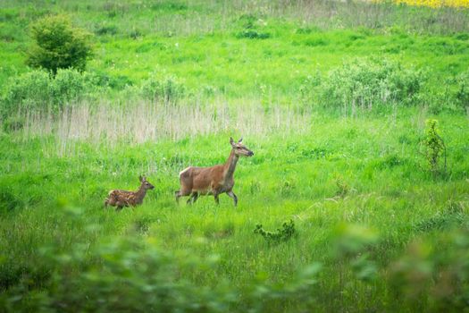 A hind and a young red deer running through a meadow, spring view