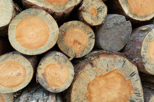 Cut tree trunks on a pile, wood texture