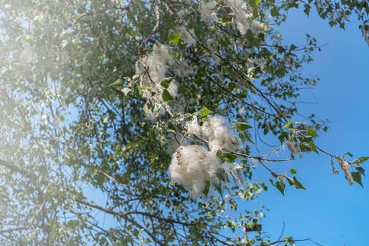 Poplar fluff on tree branches against the blue sky. Poplar fluff flies and make allergies.